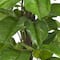 4.3ft. Potted Large Leaf Philodendron Plant